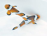 Amphiprion ocellaris 