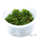1-2 Grow Salvinia Natans
