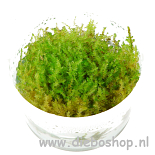 1-2 Grow Vesicularia Dubyana Christmas