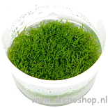 1-2 Grow Riccia Fluitans