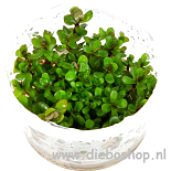 1-2 Grow Rotala Bonsai