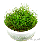 1-2 Grow Eleocharis Sp Mini