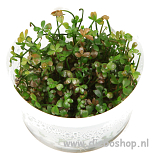 1-2 Grow Marsilea Hirsuta