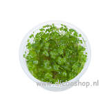 1-2 Grow Hydrocotyle Tripartita