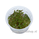 1-2 Grow Ludwigia Palustris