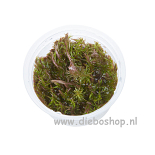 1-2 Grow Rotala Wallichii