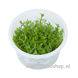 1-2 Grow Gratiola Viscidula