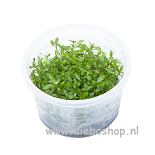 1-2 Grow Proserpinaca Palustris