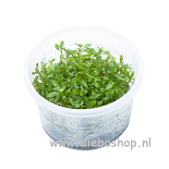 1-2 Grow Proserpinaca Palustris