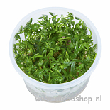 1-2 Grow Ranunculus Inundatus