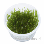 1-2 Grow Taxiphyllum 'Spiky'