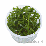 1-2 Grow Sagittaria Subulata