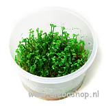 1-2 Grow Marsilea Crenata