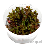 1-2 Grow Rotala Macrandra