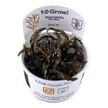 1-2 Grow Hygrophila Pinnatifida