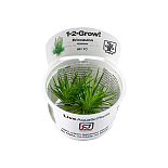 1-2 Grow Eriocaulon Cinereum