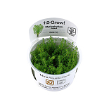 1-2 Grow Myriophyllum Guyana