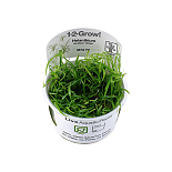 1-2 Grow Helanthium Tenellus Green