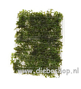 Riccardia Chamedryfolia