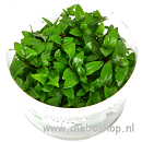 1-2 Grow Staurogyne Repens
