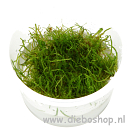 1-2 Grow Taxiphyllum Barbieri