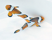 Amphiprion ocellaris 