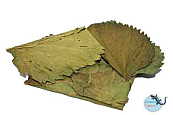 CERAMIC NATURE MULBERRY 10X