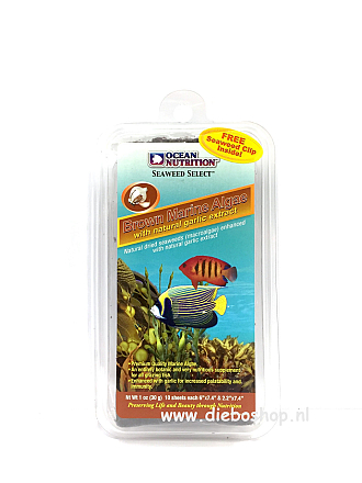 On Brown Marine Algae