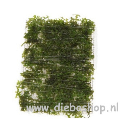 Riccardia Chamedryfolia