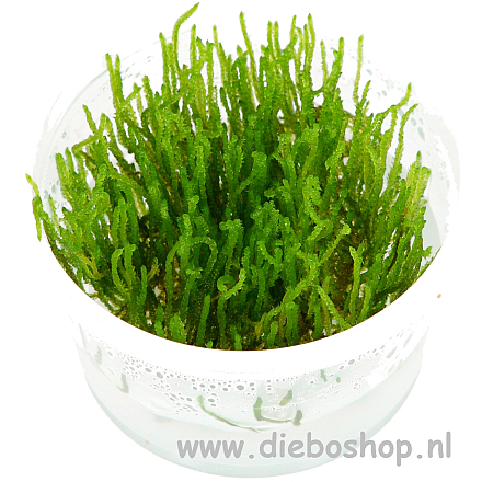 1-2 Grow Taxiphyllum Sp Flame