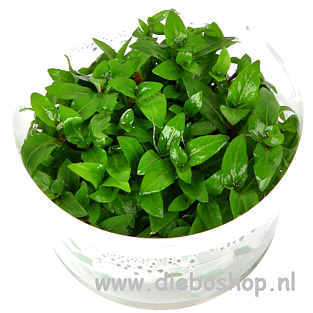 1-2 Grow Staurogyne Repens