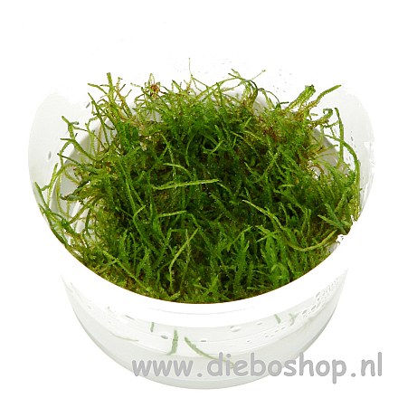 1-2 Grow Taxiphyllum Barbieri