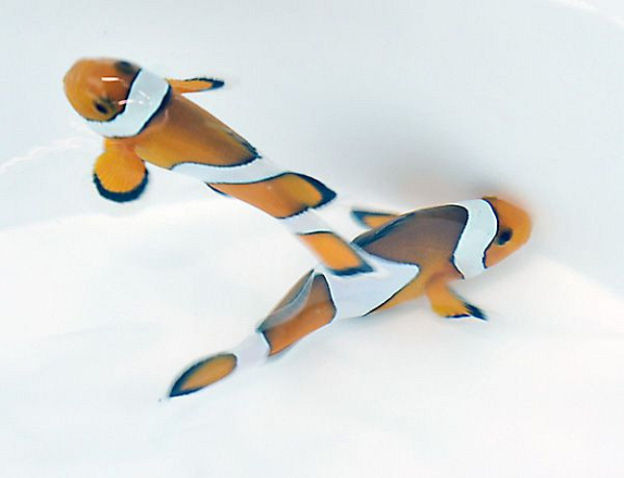 Amphiprion ocellaris 